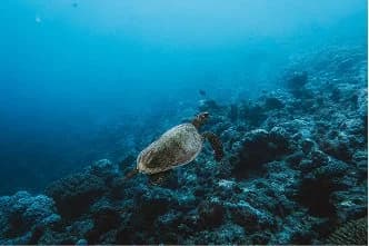 Tortue verte sur le récif extérieur