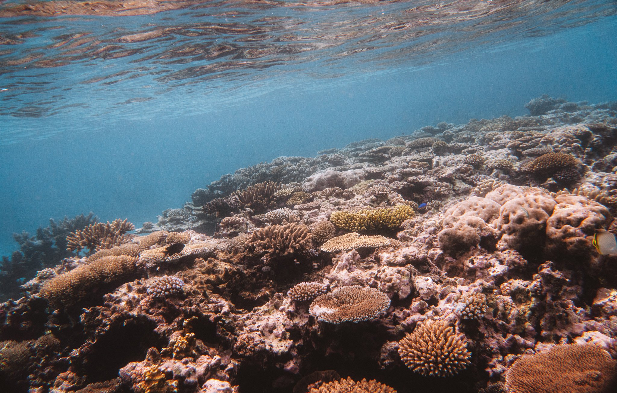Coral reef under the lagoon surface