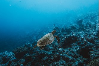 Green sea turtle on the outer reef