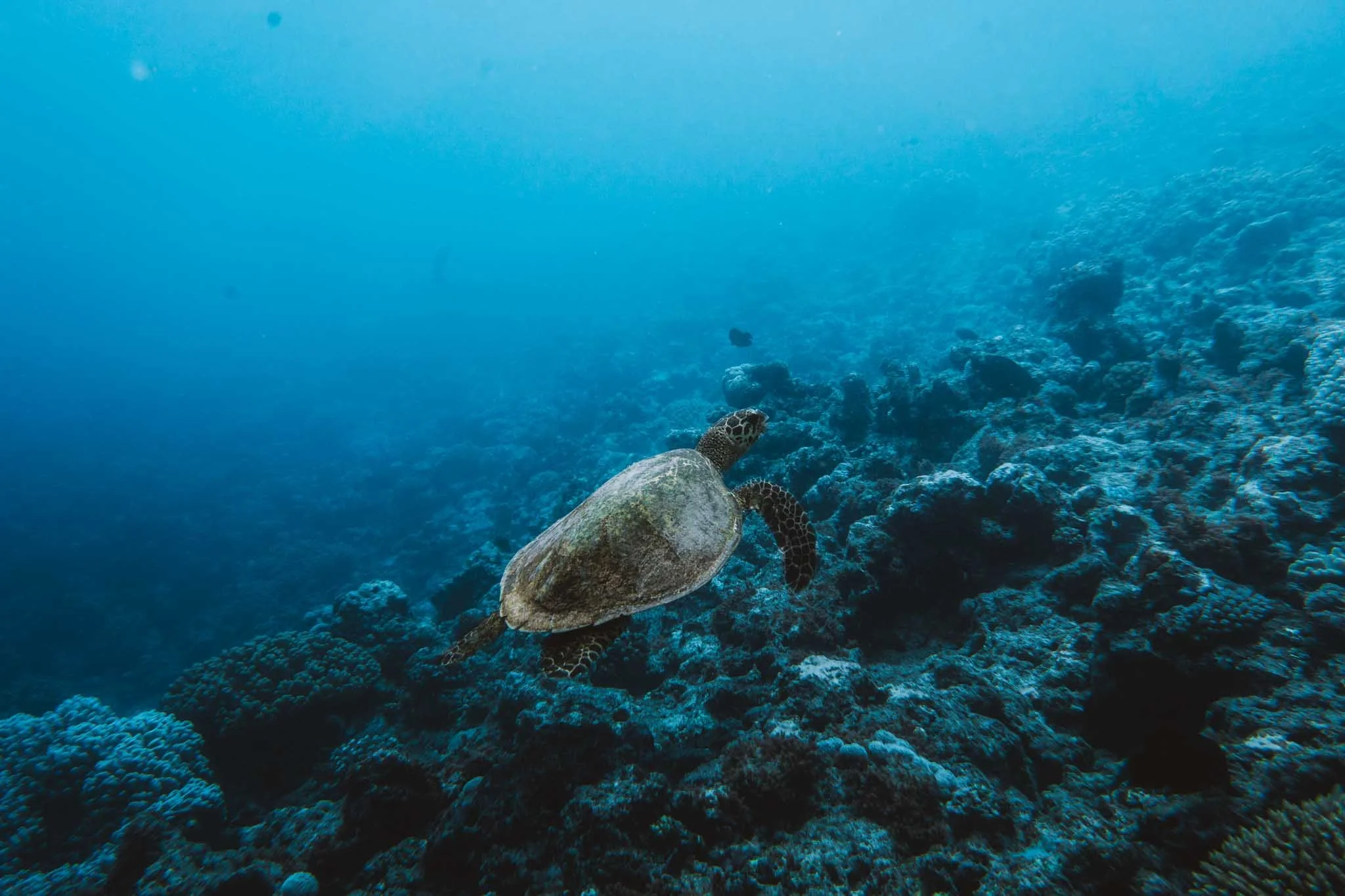 Tortue verte au-dessus du récif
